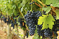 6 botellas vino Tinto Son Puig 2016
