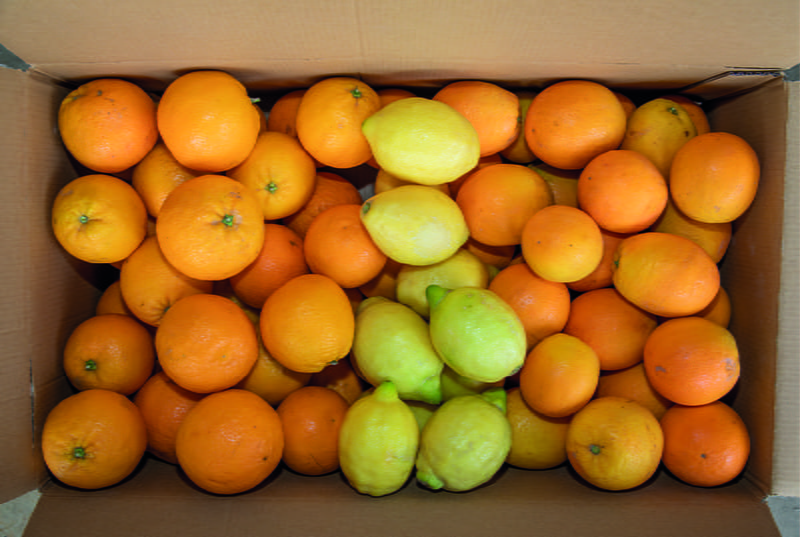 Fruta recién recogida del árbol - Cooperativa Agrícola de Soller Fruta recién recogida del árbol - Cooperativa Agrícola de Soller